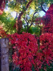 Corrales New Mexico Landscape